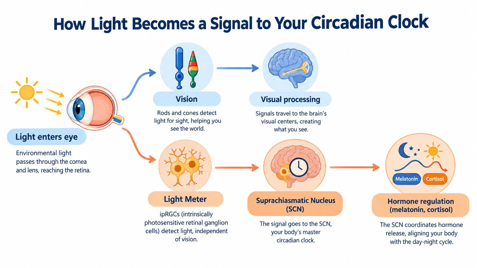 A diagram illustrating how light enters the eye to influence vision and the body's internal circadian clock.